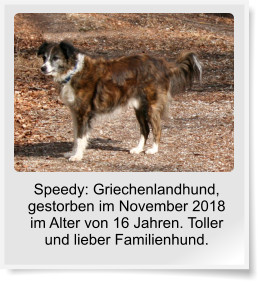 Speedy: Griechenlandhund, gestorben im November 2018 im Alter von 16 Jahren. Toller und lieber Familienhund.