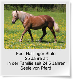 Fee: Halflinger Stute 25 Jahre alt in der Familie seit 24,5 JahrenSeele von Pferd