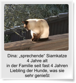Dina: sprechende Siamkatze4 Jahre altin der Familie seit fast 4 Jahren Liebling der Hunde, was sie sehr geniet